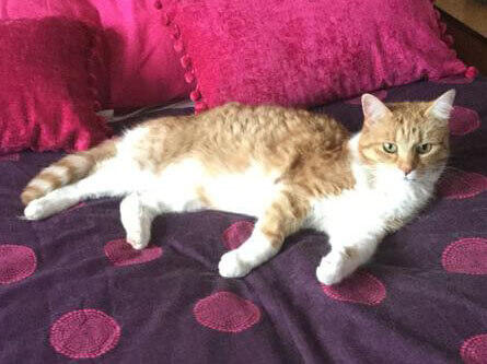 ginger cat laying on a pink blanket